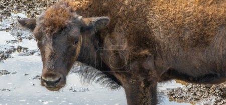 Photo for Bull in the dirty swamp - Royalty Free Image