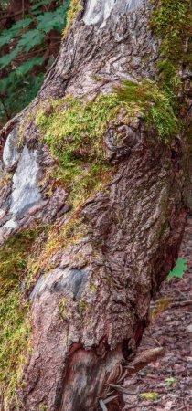 Téléchargez les photos : Gros plan d'un arbre avec mousse dans la forêt - en image libre de droit