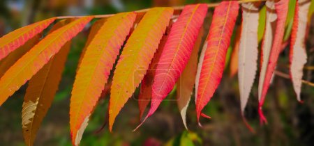 Foto de Hojas coloridas de otoño, vista de cerca - Imagen libre de derechos