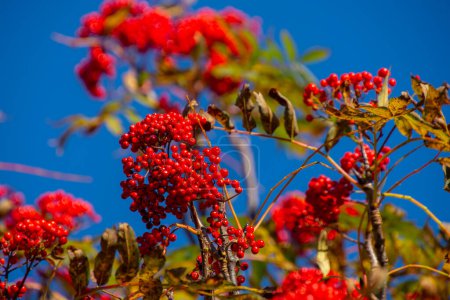 Photo for Autumn rowan berries. autumn background - Royalty Free Image