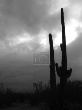 Photo for Cacti in the mountains - Royalty Free Image