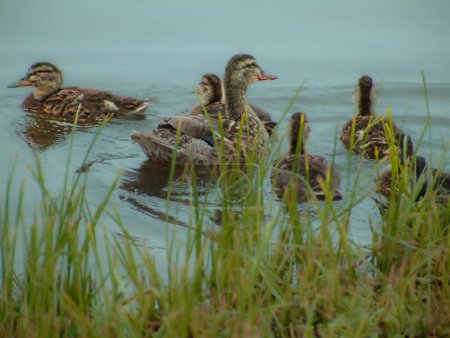 Foto de Patos en el lago, concepto de la naturaleza - Imagen libre de derechos