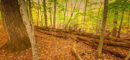 Téléchargez les photos : Paysage forestier d'automne avec arbres - en image libre de droit