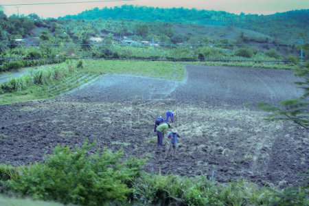 Téléchargez les photos : Agriculteurs travaillant dans les champs, cuba - en image libre de droit