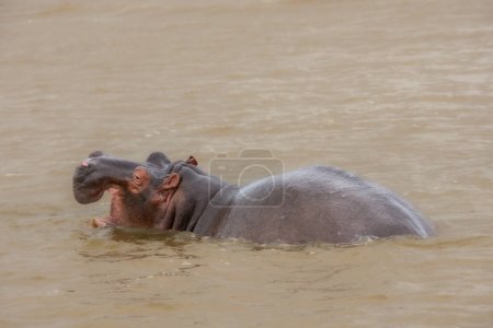 Photo for Hippos bathing in a large wild river in South Africa - Royalty Free Image