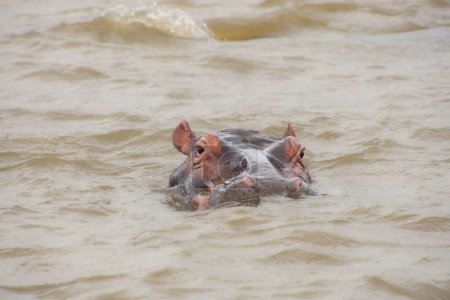 Foto de Hipopótamos bañándose en un gran río salvaje en Sudáfrica - Imagen libre de derechos