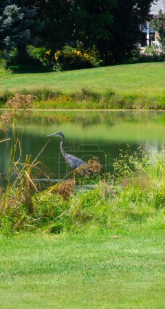 Photo for Beautiful specimen of a great blue heron on the shores of a small lake in Quebec, Canada - Royalty Free Image