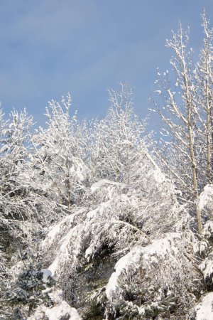 Téléchargez les photos : Paysage hivernal à la campagne au Québec, Canada - en image libre de droit