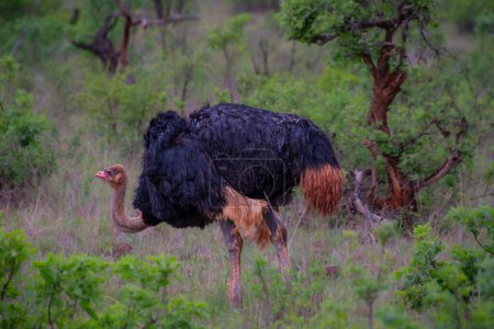 Téléchargez les photos : Belle autruche dans son habitat naturel dans la brousse de l'Afrique du Sud - en image libre de droit