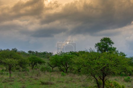 Téléchargez les photos : Safari sous un ciel orageux en Afrique du Sud dans la région de Burgersfort - en image libre de droit