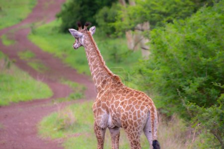 Téléchargez les photos : Joli spécimen d'une girafe sauvage dans la nature de l'Afrique du Sud - en image libre de droit