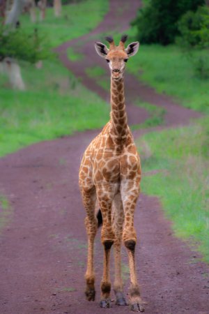 Téléchargez les photos : Joli spécimen d'une girafe sauvage dans la nature de l'Afrique du Sud - en image libre de droit