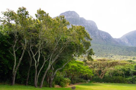 Foto de The Table, Ciudad del Cabo, vista desde Kirstenbosch Gardens, Sudáfrica - Imagen libre de derechos