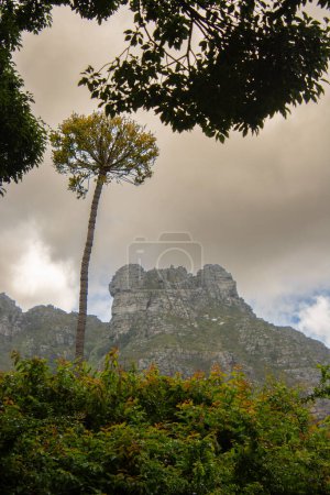 Photo for The Table, Cape Town, view from Kirstenbosch Gardens, South Africa - Royalty Free Image