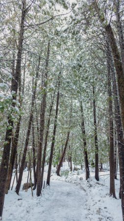 Téléchargez les photos : Vue d'un petit sentier d'hiver dans la forêt canadienne au printemps - en image libre de droit