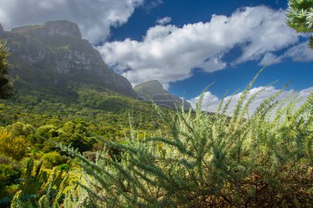 Photo for The Table, Cape Town, view from Kirstenbosch Gardens, South Africa - Royalty Free Image