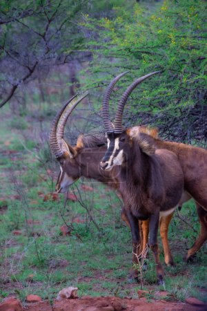 Téléchargez les photos : Jolis spécimens d'une antilope noire (Sable) en Afrique du Sud - en image libre de droit