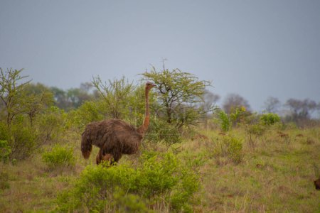 Téléchargez les photos : Belle autruche dans son habitat naturel d'Afrique du Sud - en image libre de droit