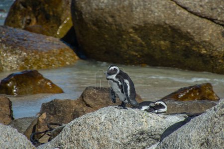 Photo for Penguins at the Bulders Beach colony near Cape Town, South Africa - Royalty Free Image