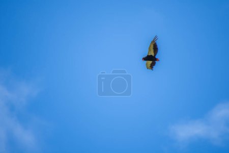 Foto de Magnífico águila en la sabana de Sudáfrica. Bateleur. - Imagen libre de derechos
