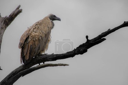 Téléchargez les photos : Beau spécimen d'un grand vautour dans le parc Kruger en Afrique du Sud - en image libre de droit