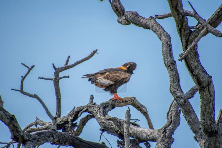 Photo for Magnificent eagle in the savannah of South Africa. Bateleur - Royalty Free Image