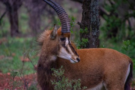 Téléchargez les photos : Jolis spécimens d'une antilope noire (Sable) en Afrique du Sud - en image libre de droit