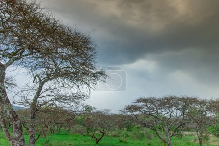 Photo for Storm clouds over Burgersfort is located in the valley of the Spekboom River near the border of the Mpumalanga and Limpopo Provinces - Royalty Free Image