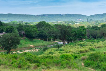Téléchargez les photos : Le très joli paysage de la célèbre savane en Afrique du Sud - en image libre de droit