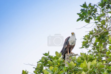 Téléchargez les photos : Magnifique aigle perché dans la savane d'Afrique du Sud. - en image libre de droit