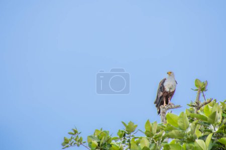 Foto de Magnífico águila encaramada en la sabana de Sudáfrica. - Imagen libre de derechos