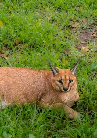 Photo for Pretty specimen of Caracal in the bush of South Africa - Royalty Free Image