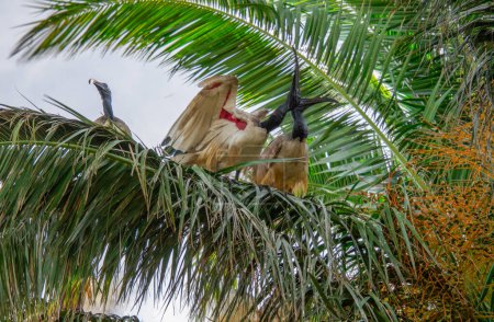 Foto de Ibises es una subfamilia del orden ibis Storkidae.. - Imagen libre de derechos