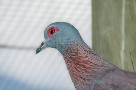 Photo for Close-up of the head of a pretty pigeon in a South African park - Royalty Free Image