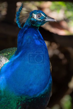 Photo for Pretty peacock lounging in a bird conservation park in South Africa - Royalty Free Image