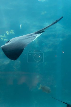 Photo for Pretty stingray in a large aquarium in Cape Town, South Africa - Royalty Free Image