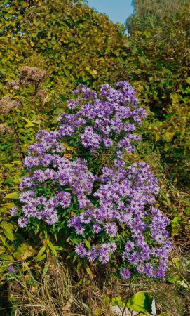 Foto de Bonitas flores moradas en la naturaleza en otoño en Canadá, Quebec - Imagen libre de derechos