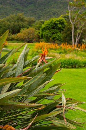 Téléchargez les photos : Très joli oiseau de paradis fleurs à Kirstenbosch Garden, Cape Town, Afrique du Sud - en image libre de droit