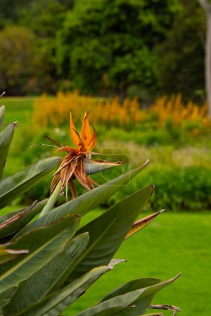 Téléchargez les photos : Très joli oiseau de paradis fleurs à Kirstenbosch Garden, Cape Town, Afrique du Sud - en image libre de droit