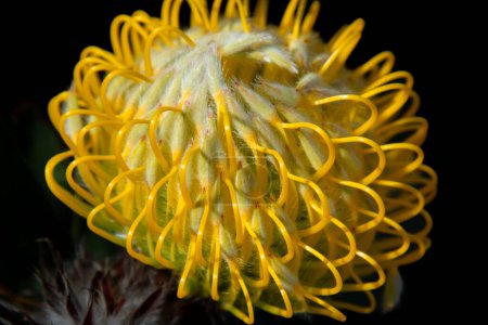 Photo for Very pretty Protea flowers in Kirstenbosch Garden, Cape Town, South Africa - Royalty Free Image