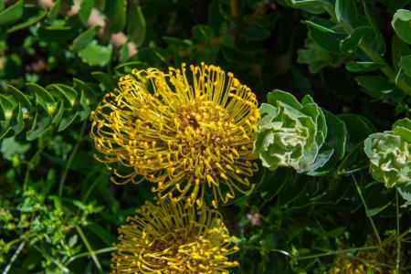 Téléchargez les photos : Très jolies fleurs Protea à Kirstenbosch Garden, Cape Town, Afrique du Sud - en image libre de droit