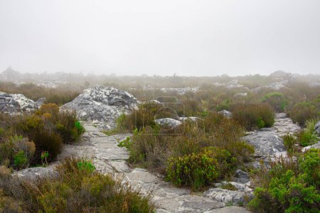Téléchargez les photos : View of the famous foggy path in Table Mountain, Cape Town, South Africa - en image libre de droit