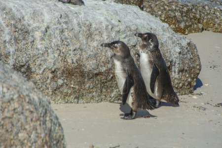 Téléchargez les photos : Pingouins à la colonie de Bulders Beach près de Cape Town, Afrique du Sud - en image libre de droit