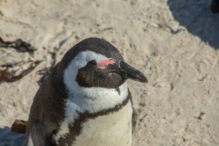 Téléchargez les photos : Pingouins à la colonie de Bulders Beach près de Cape Town, Afrique du Sud - en image libre de droit
