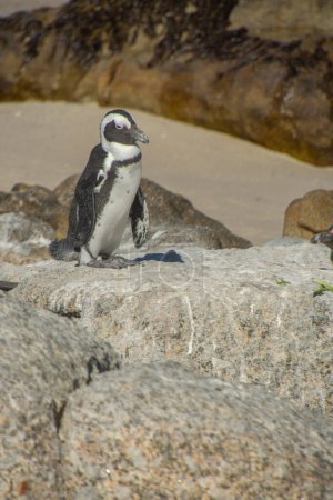 Foto de Pingüinos en la colonia Bulders Beach cerca de Ciudad del Cabo, Sudáfrica - Imagen libre de derechos