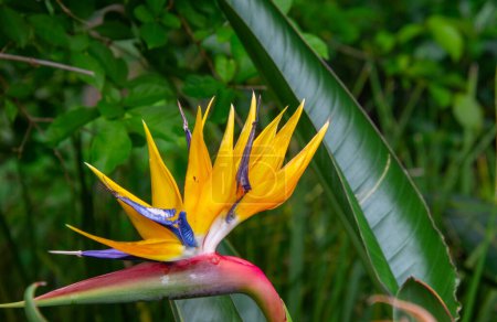 muy bonito pájaro del paraíso flores en Kirstenbosch Garden, Ciudad del Cabo, Sudáfrica