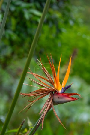 very pretty bird of paradise flowers in Kirstenbosch Garden, Cape Town, South Africa