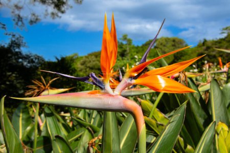 very pretty bird of paradise flowers in Kirstenbosch Garden, Cape Town, South Africa