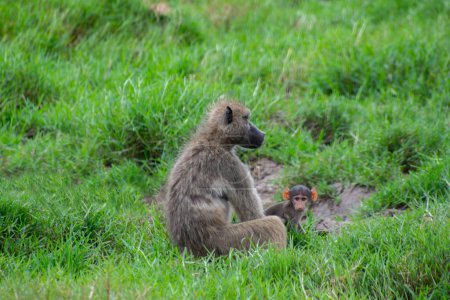 Pretty specimen of wild baboons in the nature of South Africa