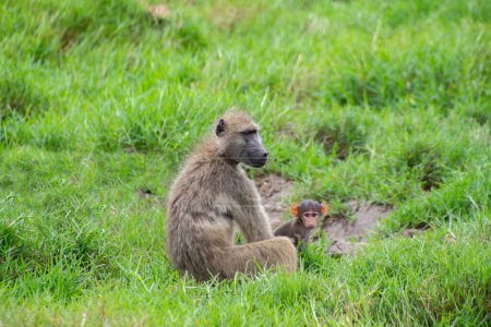 Photo for Pretty specimen of wild baboons in the nature of South Africa - Royalty Free Image